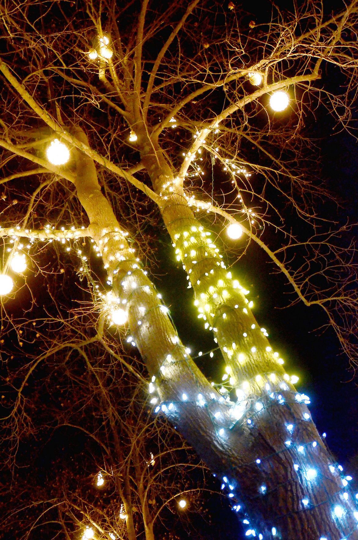 Napa Christmas lights